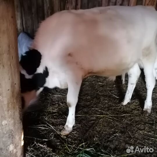 Продам бычков