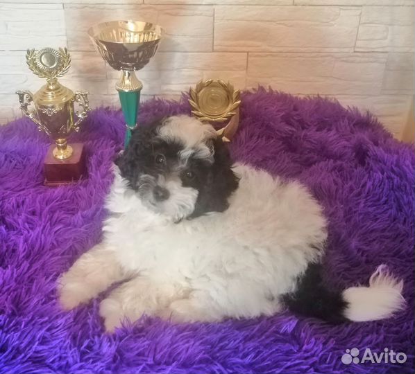 Пудель Арлекин