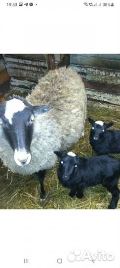 Баран,овцы,ягнята