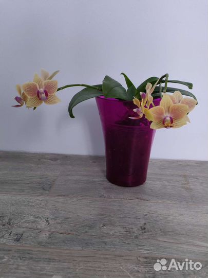 Фаленопсис