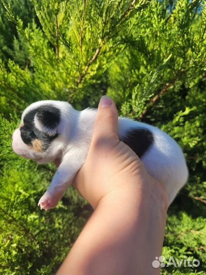 Щенки чихуахуа