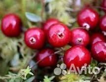 Продам клюкву