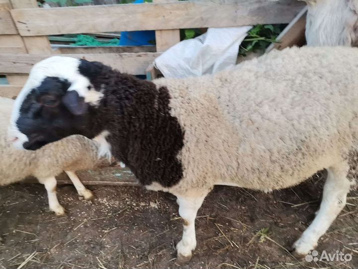 Баран дорпер