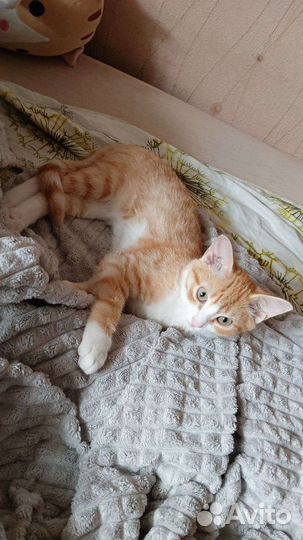 Котенок в добрые руки