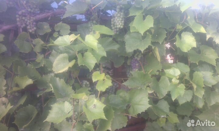 Виноград сибирский саженцы
