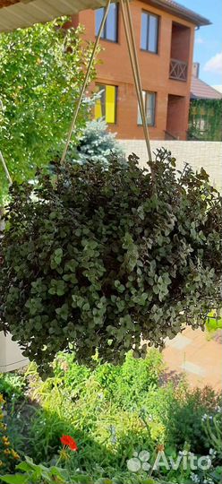 Каллизия, красные тюльпаны