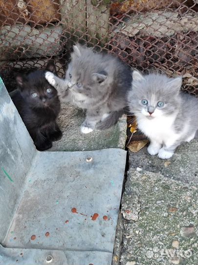 Котята в добрые руки бесплатно