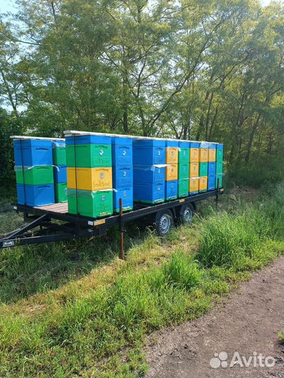 Продам пасеку