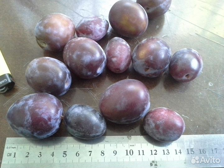 Чернослив саженцы