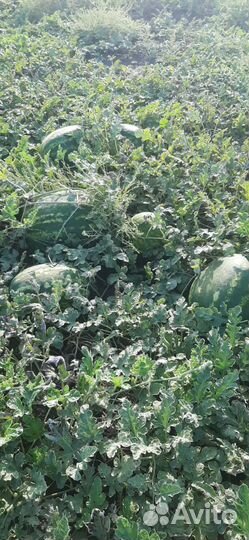 Арбузы 1сбор