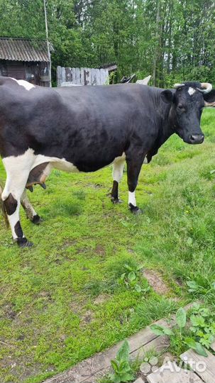 Корова дойная