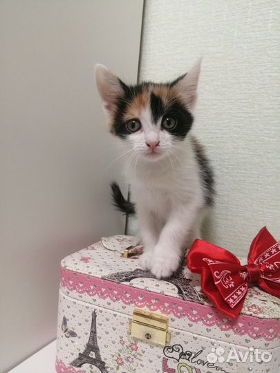 Котята в добрые руки даром