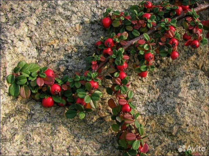 Цветы и кустарники