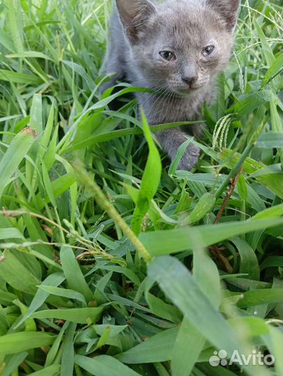 Кошки в добрые руки бесплатно