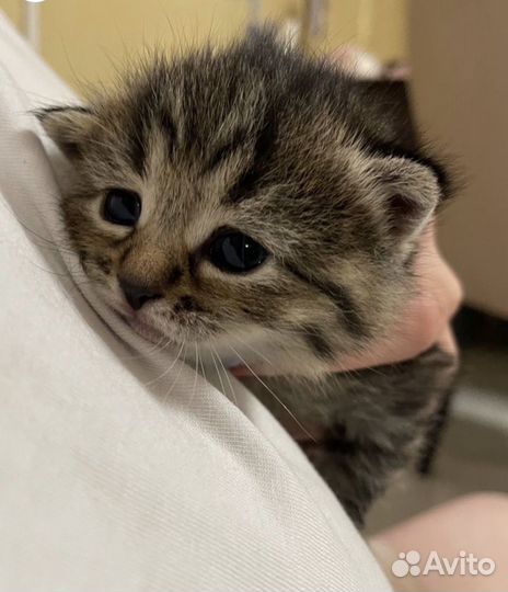 Британские котята