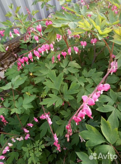 Многолетки. дицентра королевская, флокс и др