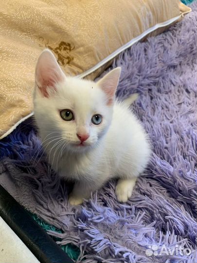 Белый котенок турецкой ангоры