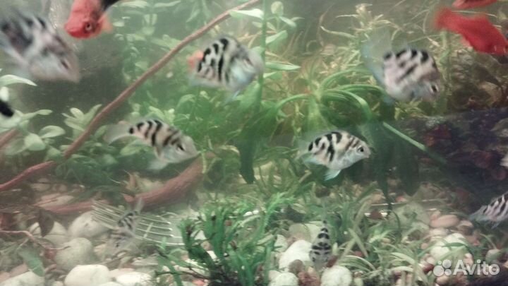 Рыбка сапфировый попугай. 10 штук осьалось