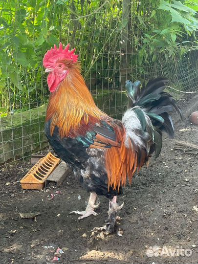 Семьи маран, леггорн, молодки легбар