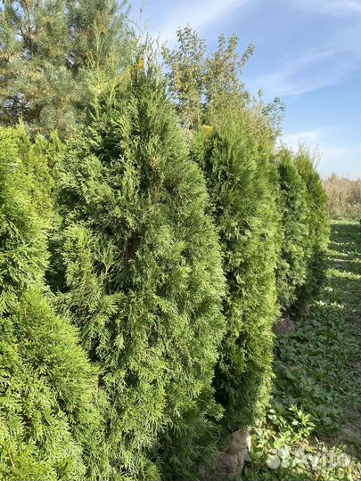 Саженцы Туи смарагд 220 см