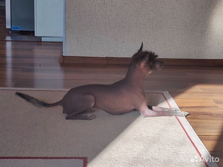 Вязка китайская хохлатая