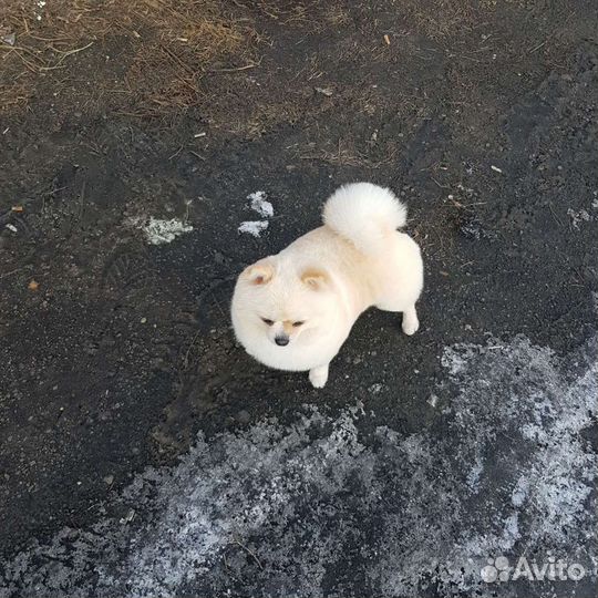 Ищем невесту