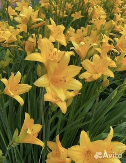 Лилейник желтый