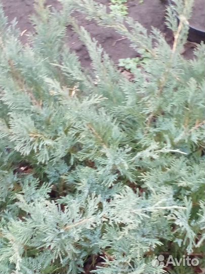 Можжевельник горизонтальный