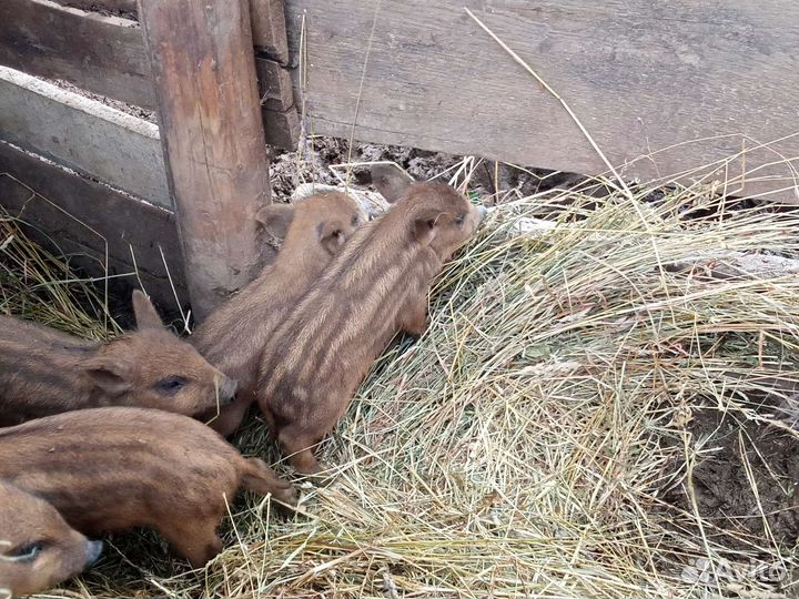 Кабанчики дикие