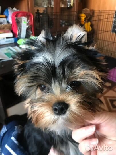 Йоркширский терьер