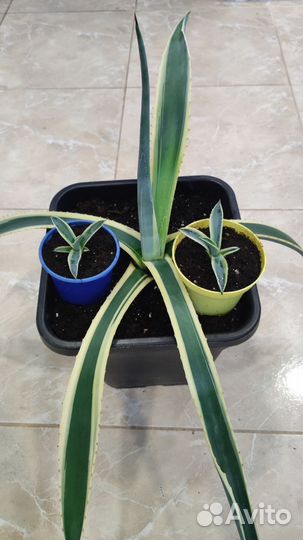 Агава американская вариегатная