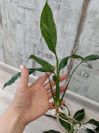 Спатифиллум домино