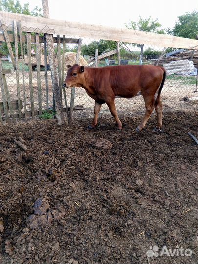 Бычки и Тёлочки