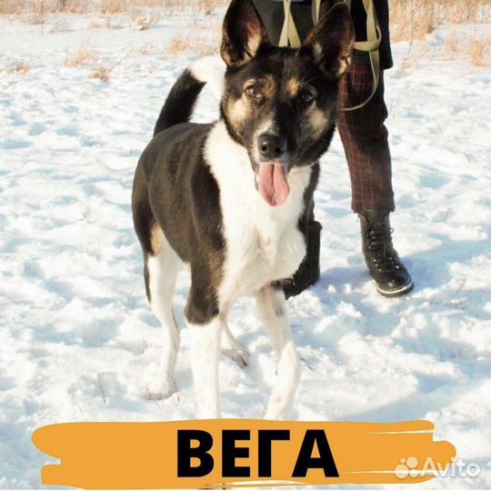 Собака Вега ищет дом