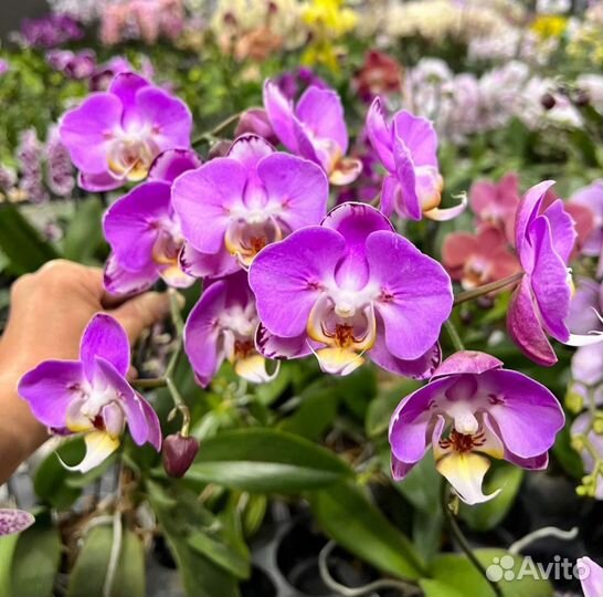 Орхидея фаленопсис Grissini Peloric