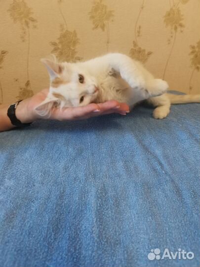 Котенок бесплатно