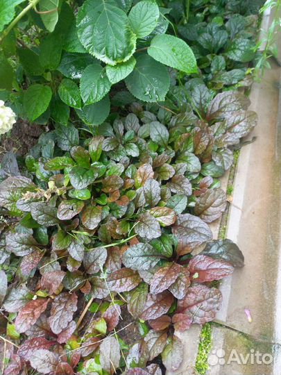 Живучка ползучая