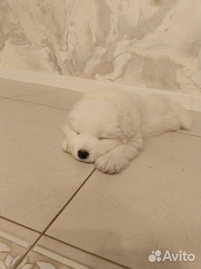 Самоед щеночки