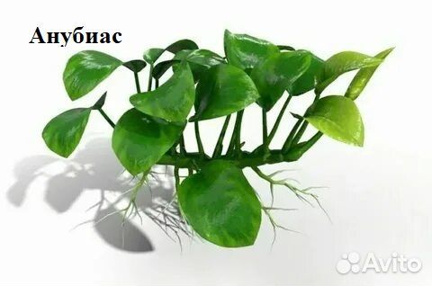 Живые аквариумные растения