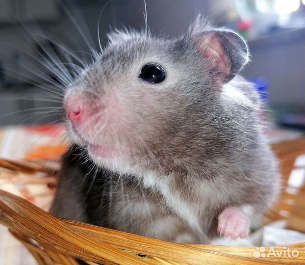 Сирийские хомячки