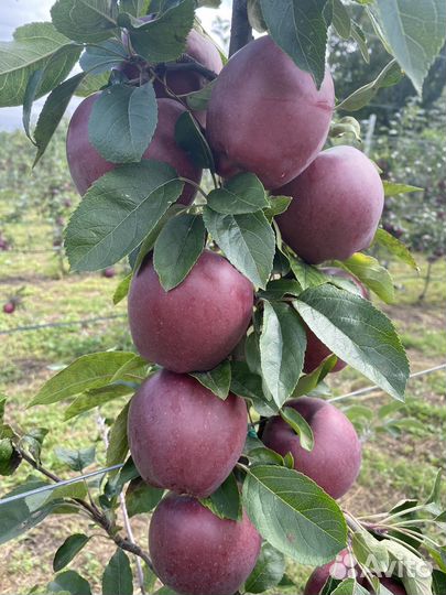 Яблоки джеромини