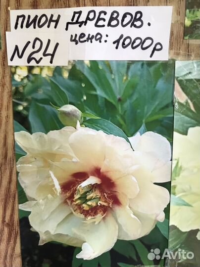 Корни пионов