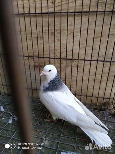 Продаются голуби