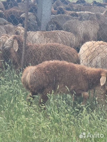 Курдючные бараны овцы