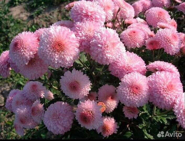 Саженцы хризантема Помпон Пинк
