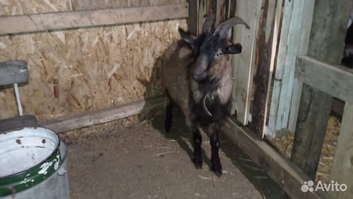 Чешский козел