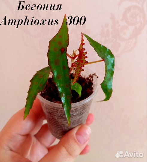 Бегония Amphioxus