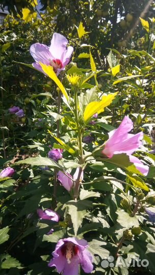 Гибискус древовидный розовый