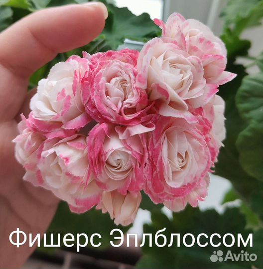 Пеларгония герань