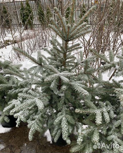 Ели голубые в горшках